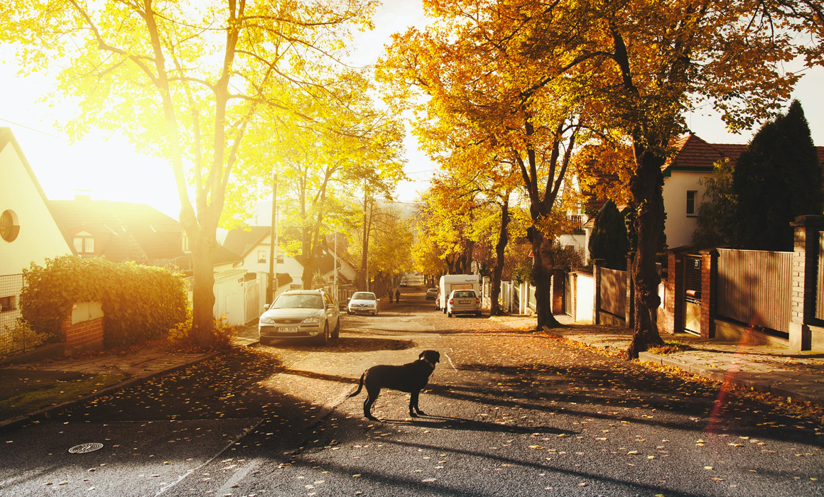 Chien au milieu d'un rue