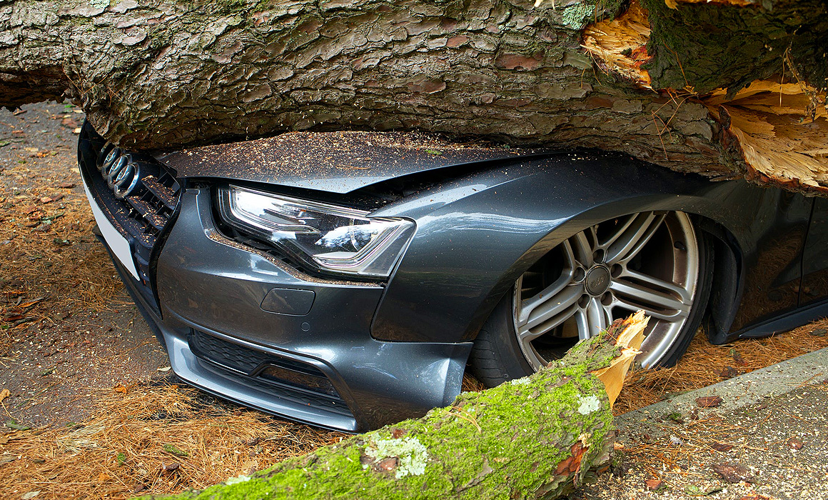 Voiture écrasée par un arbre